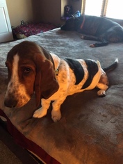 Basset Hound Dogs for adoption in Raytown, MO, USA