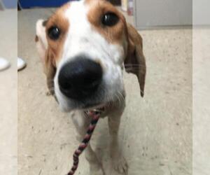 Treeing Walker Coonhound Dogs for adoption in Lucedale, MS, USA