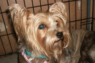 Silky Terrier-Unknown Mix Dogs for adoption in Perry, OK, USA