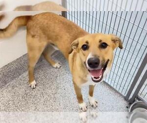 German Shepherd Dog Dogs for adoption in Houston, TX, USA