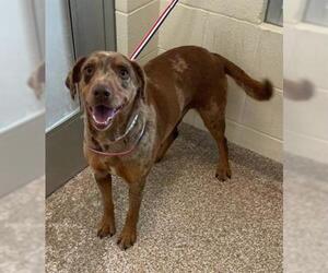 Catahoula Leopard Dog Dogs for adoption in Pueblo, CO, USA