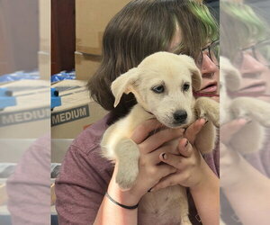Siberian Husky-Unknown Mix Dogs for adoption in Pasadena, TX, USA