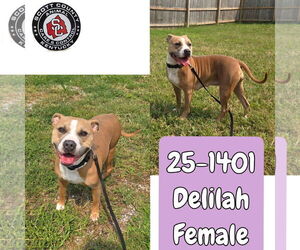 American Pit Bull Terrier-Unknown Mix Dogs for adoption in Georgetown, KY, USA