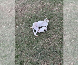American Bulldog-Dogo Argentino Mix Dogs for adoption in Columbus, IN, USA