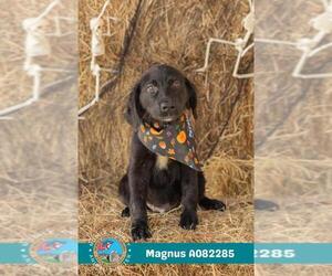 --Labrador Retriever Mix Dogs for adoption in Mobile, AL, USA