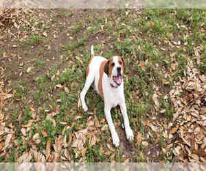 Medium Photo #1 Beagle Puppy For Sale in San Antonio, TX, USA