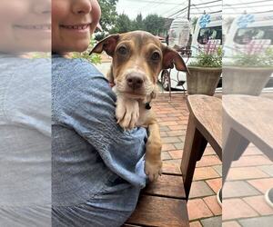 Dachshund-Unknown Mix Dogs for adoption in NYC, NY, USA