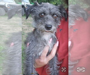 Mutt Dogs for adoption in South Bend, IN, USA