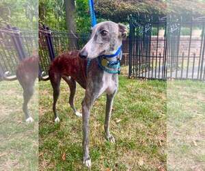 Greyhound Dogs for adoption in Cherry Hill, NJ, USA