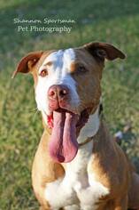 American Pit Bull Terrier-Unknown Mix Dogs for adoption in Cortaro, AZ, USA