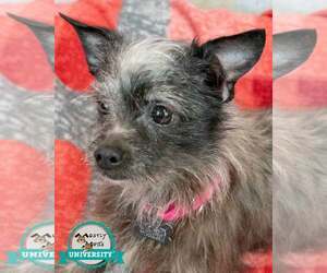 Chihuahua-Unknown Mix Dogs for adoption in Kennesaw, GA, USA