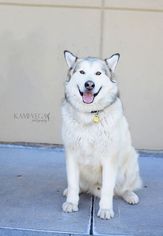 Alaskan Malamute Dogs for adoption in Salt Lake City, UT, USA