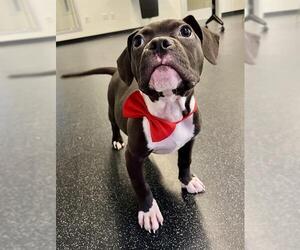 Mutt Dogs for adoption in San Francisco, CA, USA