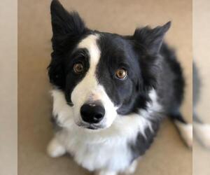 Border Collie Dogs for adoption in Kanab, UT, USA