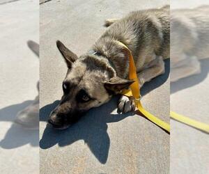 Siberian Husky-Unknown Mix Dogs for adoption in HESPERIA, CA, USA