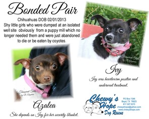 Chihuahua Dogs for adoption in Decatur, TX, USA