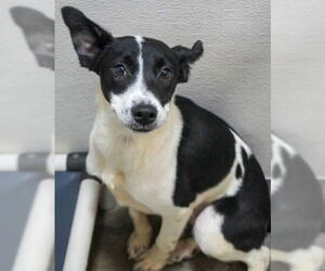 Border Collie-Unknown Mix Dogs for adoption in Bridgewater, NJ, USA