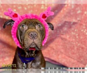 American Pit Bull Terrier Dogs for adoption in West Palm Beach, FL, USA