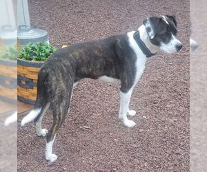 Mutt Dogs for adoption in Yardley, PA, USA