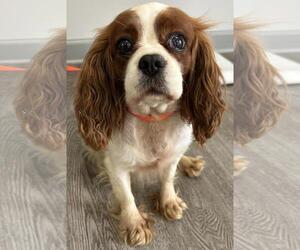 Cavalier King Charles Spaniel Dogs for adoption in Westminster, MD, USA