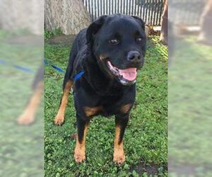 Rottweiler Dogs for adoption in Fallbrook, CA, USA