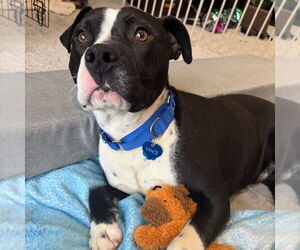 Mutt Dogs for adoption in Shelburne, VT, USA
