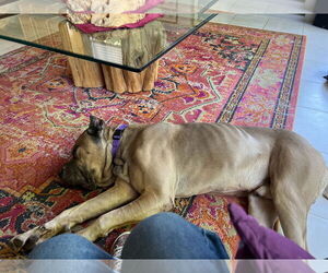 Mutt Dogs for adoption in Goodyear, AZ, USA