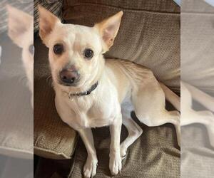 Labrador Retriever-Unknown Mix Dogs for adoption in San Antonio, TX, USA