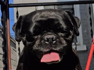 Pug Dogs for adoption in Lancaster, PA, USA