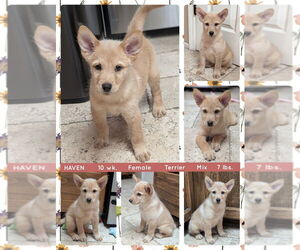 Mutt Dogs for adoption in Mesa, AZ, USA