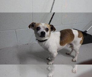 Chihuahua Dogs for adoption in Augusta, GA, USA