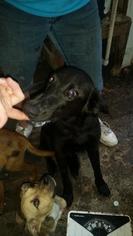 Borador Dogs for adoption in Fayetteville, TN, USA