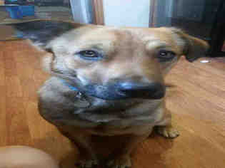 Medium Photo #1 Chinese Shar-Pei-German Shepherd Dog Mix Puppy For Sale in Lawrence, KS, USA