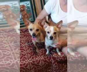 Chihuahua Dogs for adoption in Eastman, GA, USA