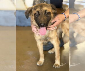 Australian Shepherd-Unknown Mix Dogs for adoption in San Diego, CA, USA