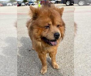 Chow Chow Dogs for adoption in Pearland, TX, USA