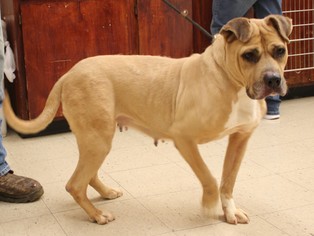 American Staffordshire Terrier Dogs for adoption in Danville, KY, USA