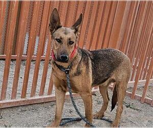 German Shepherd Dog-Unknown Mix Dogs for adoption in Las Vegas, NV, USA