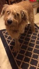 Unknown-Wheaten Terrier Mix Dogs for adoption in Cool Ridge, WV, USA
