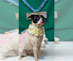 Boxer-Unknown Mix Dogs for adoption in Franklin, North Carolina, NC, USA