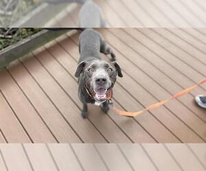 Staffordshire Bull Terrier Dogs for adoption in Orlando, FL, USA