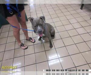 American Pit Bull Terrier Dogs for adoption in West Palm Beach, FL, USA