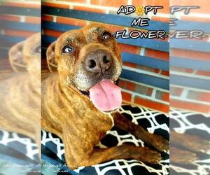 Bullboxer Pit Dogs for adoption in Richmond, VA, USA