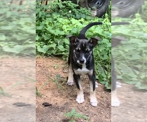 Dachshund-Unknown Mix Dogs for adoption in Staunton, VA, USA