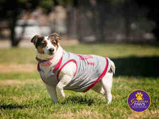 Parson Russell Terrier Dogs for adoption in Norfolk, VA, USA