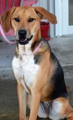 Labrador Retriever-Unknown Mix Dogs for adoption in bailey Island, ME, USA