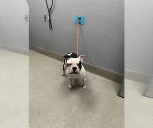 Bulldog-Unknown Mix Dogs for adoption in Las Vegas, NV, USA