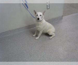 German Shepherd Dog-Unknown Mix Dogs for adoption in Pasadena, TX, USA