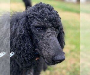 Poodle (Standard) Dogs for adoption in Pacolet, SC, USA