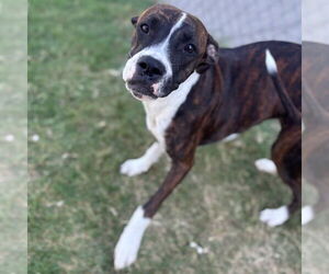 Boxer-Unknown Mix Dogs for adoption in Texas City, TX, USA
